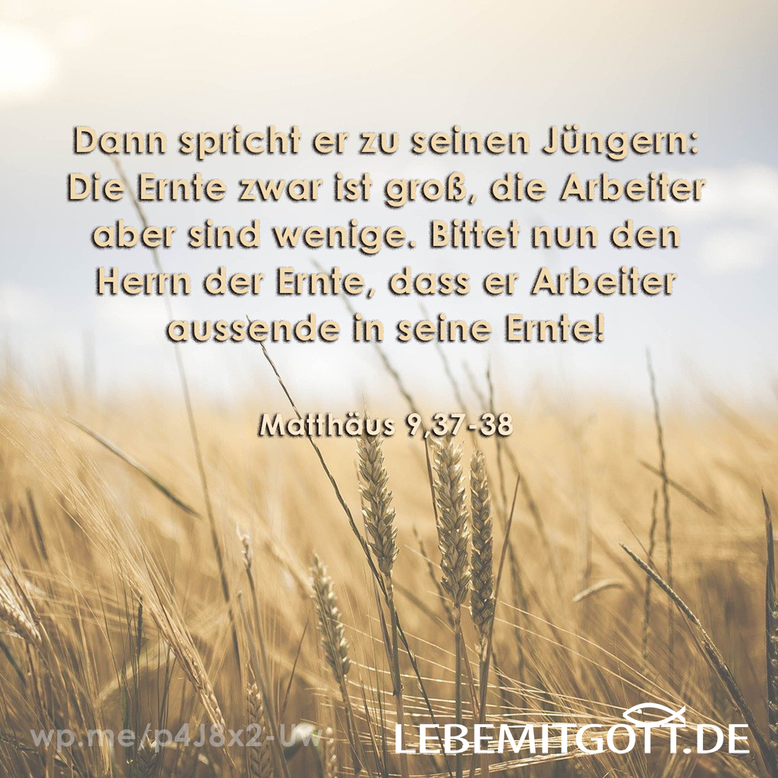 04.09.2021 Die Ernte