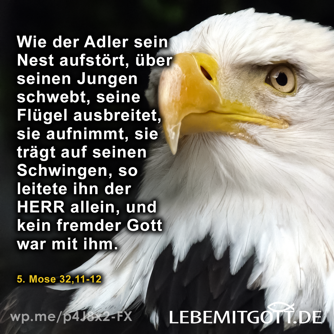 Adler